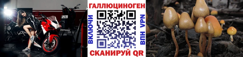 Галлюциногенные грибы Psilocybe  Купить где  Боровичи 